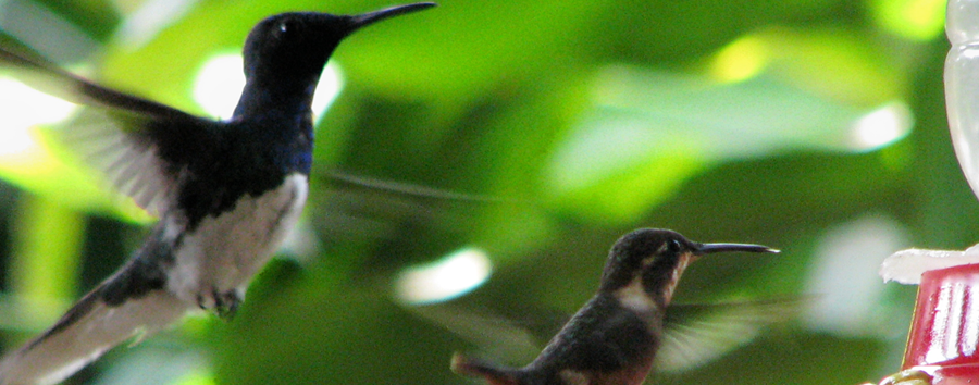 Wildlife