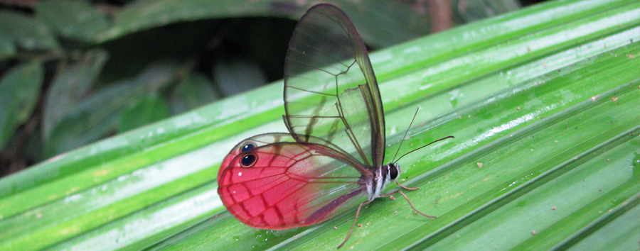Wildlife