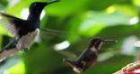 Wildlife