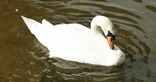 Wildlife