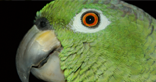 Wildlife